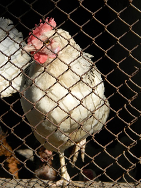 电竞行业的 电竞行业的